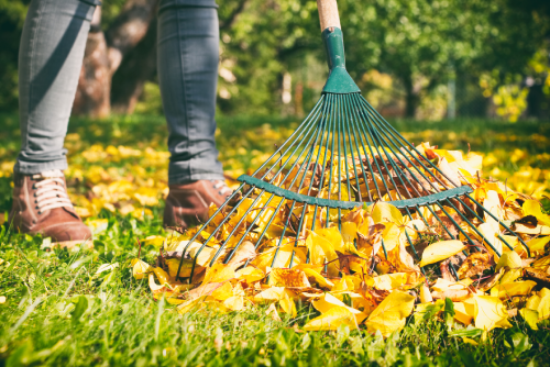 Someone raking leaves