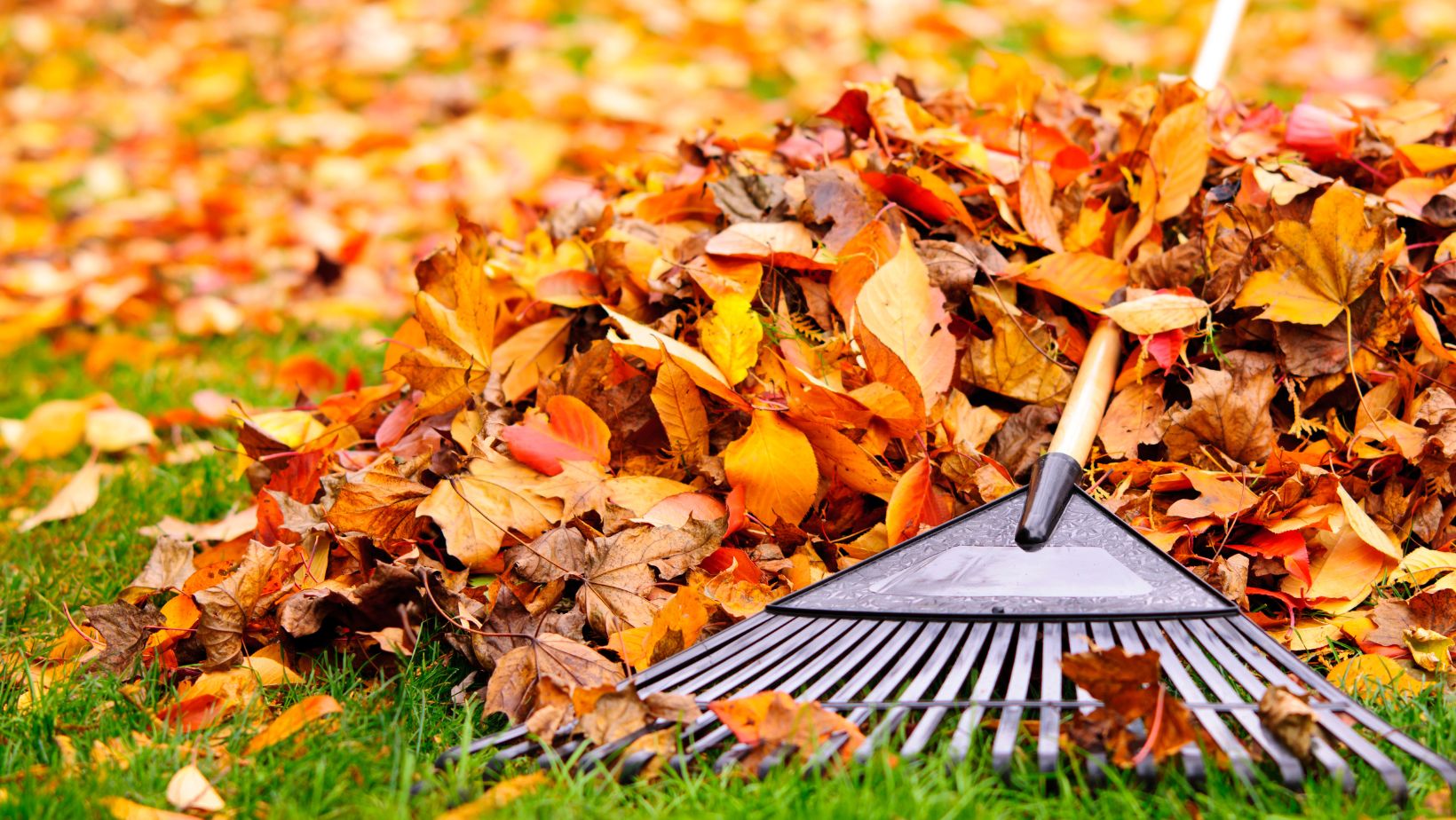 5 Tips for Waste Management During the Autumn Months